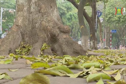 Du dương khúc giao mùa Hà Nội