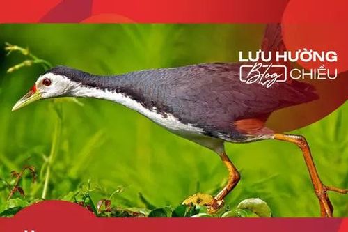 Mà nghe tiếng cuốc gọi hè