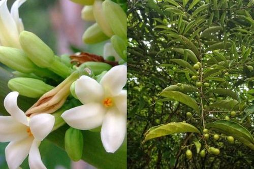 Xạ đen nấu với hoa đu đủ đực uống có tốt cho sức khỏe không?