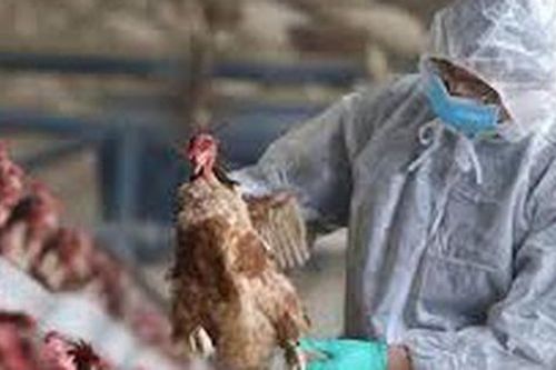 Cúm A/H9: Nguyên nhân, triệu chứng, đường lây truyền, cách điều trị và phòng bệnh