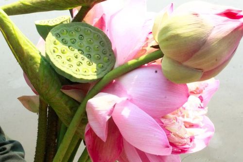 Quảng Ngãi thơm ngát mùa sen