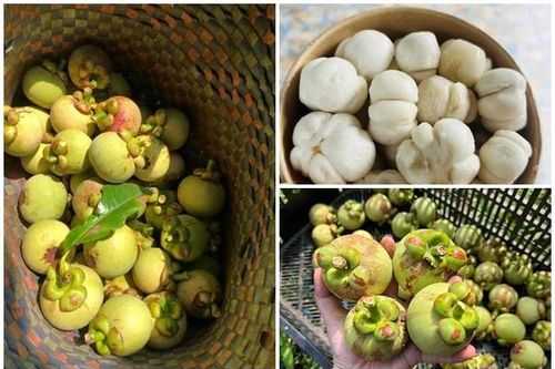 Đầu mùa, măng cụt xanh gọt vỏ gần triệu đồng/kg vẫn 'cháy hàng'
