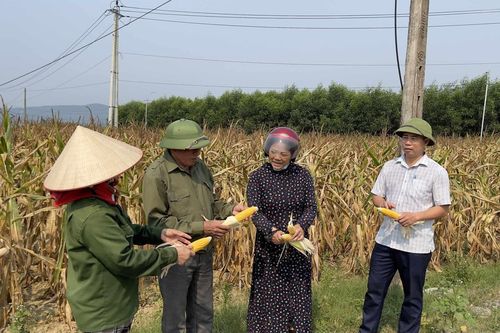 Hàng chục ha ngô ở Quảng Bình cháy khô vì nắng nóng
