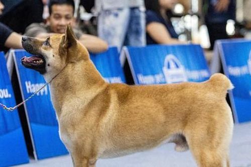 Chú chó Mông Cộc vô địch cuộc thi chó bản địa Việt Nam 2024