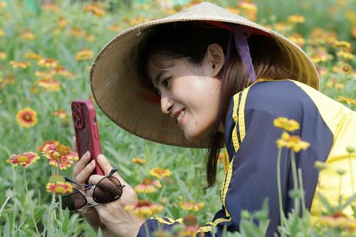 Cánh đồng hoa cúc bạt ngàn bên bờ biển níu chân du khách đến Cửa Lò