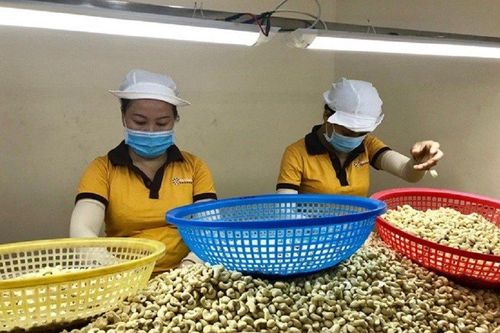Xuất khẩu hạt điều tăng mạnh trong tháng 3