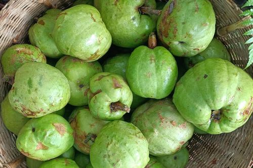 Loại quả xưa chín rụng đầy gốc, giờ thành đặc sản được chị em ưa chuộng, 90.000 đồng/kg