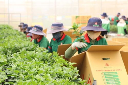Doanh nghiệp TP. Hồ Chí Minh 'bén đất' Gia Lai
