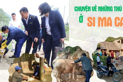 Chuyện về những thú y viên ở Si Ma Cai