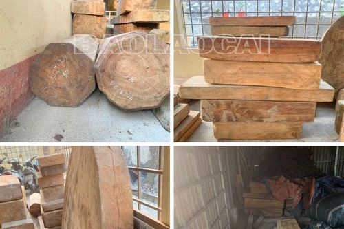 Văn Bàn: Tịch thu gần 2 m3 gỗ pơ mu không rõ nguồn gốc