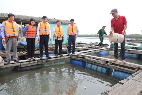 Quảng Ninh: Lãnh đạo tỉnh kiểm tra nuôi biển tại huyện Đầm Hà