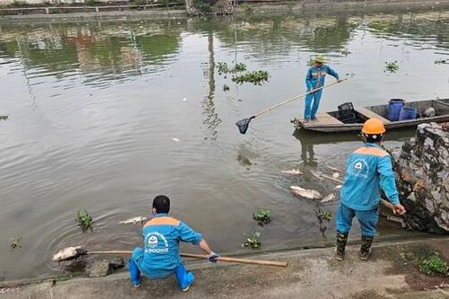Hải Dương: Cá chết trôi tràn ngập sông Sặt gây ô nhiễm môi trường