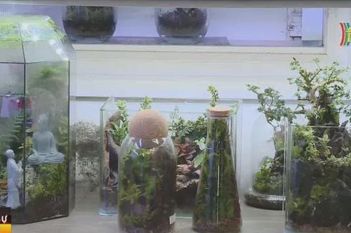 Độc đáo thú chơi tiểu cảnh Terrarium