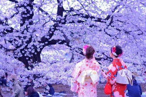 Du lịch Nhật Bản mùa Hanami 2024 với 'môn thể thao' thú vị - 'săn' hoa anh đào