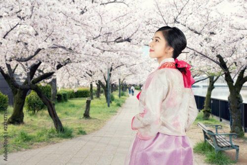 Hoa anh đào ở Hàn Quốc nở vào tháng mấy?
