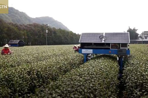 Robot hái trà linh hoạt như người thật