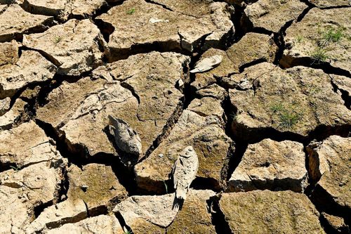 Cao điểm hạn hán tại Ninh Thuận, Bình Thuận: Hồ trơ đáy, cá chết khô
