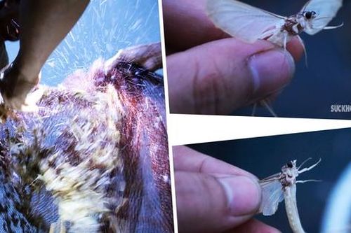 Thứ đặc sản ở sông Hồng có tên cực dị
