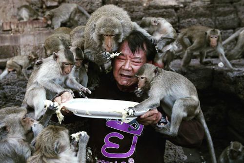 Khỉ đánh người trật khớp, ngã xe ở Thái Lan bị bắt