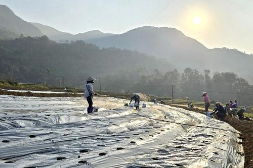 Bắc Kạn mở lối trồng dược liệu theo công nghệ cao