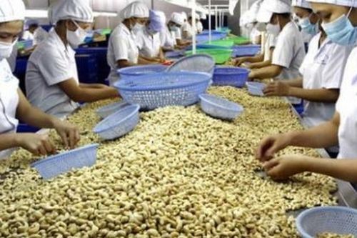 Xuất khẩu hạt điều tăng vọt