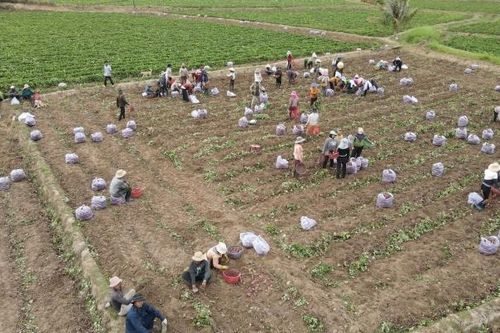 Gia Lai: Thủ phủ khoai lang thất thủ vì giá khoai rớt thê thảm