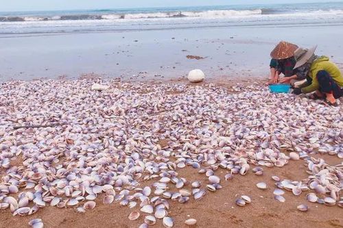 Đổ xô ra bãi biển Thạch Hải nhặt ngao tím dạt bờ