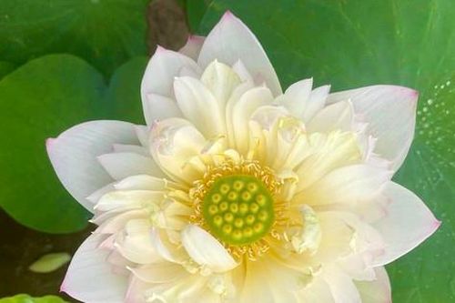 Người dân Hà Nội 'hái' ra tiền nhờ bán hoa, giống sen đầu mùa