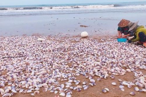 Hà Tĩnh: Ngư dân thu tiền triệu nhờ trúng đậm ngao tím 'bỗng dưng' dạt vào bờ