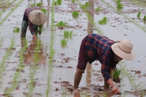Kỳ II: Nông dân 'điêu đứng' vì Luật thuế 71