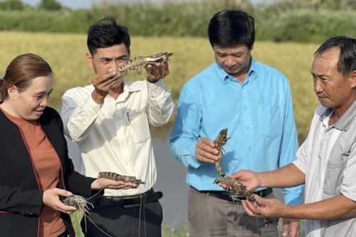 'Vua tôm' Minh Phú': Tôm - lúa thuận thiên giúp nông dân thu tiền tỷ