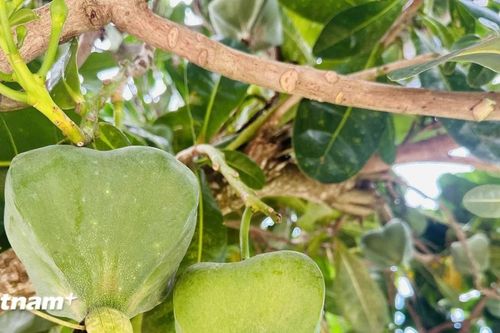 Đảo Lý Sơn: Vẻ đẹp của hàng nghìn cây bàng vuông hấp dẫn du khách