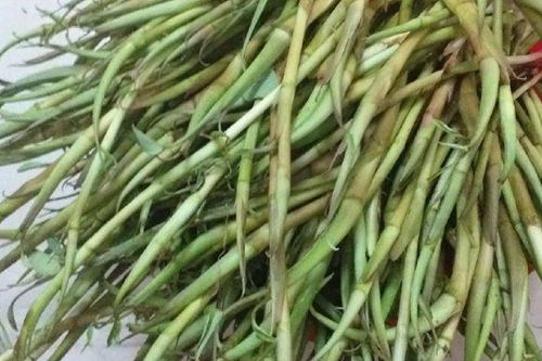 Rau 'nhà nghèo' đậm chất tuổi thơ của 8X, 9X nay nâng tầm đặc sản, 90.000 đồng/kg