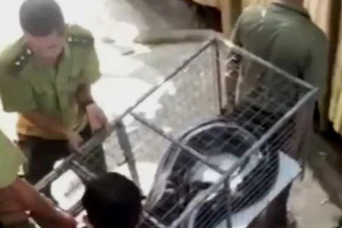 Clip: Nhiều cá thể trăn 'khủng', quý hiếm lạc vào nhà dân ở TT-Huế