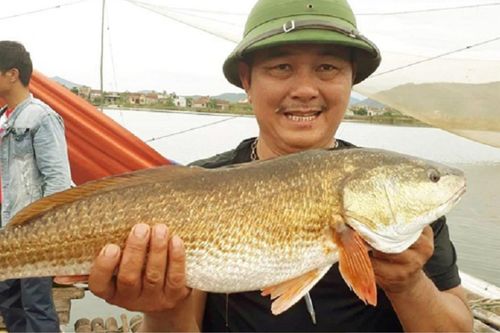 Loài cá này ở Việt Nam sở hữu một bộ phận quý hiếm được săn lùng với giá hơn 1 tỷ đồng