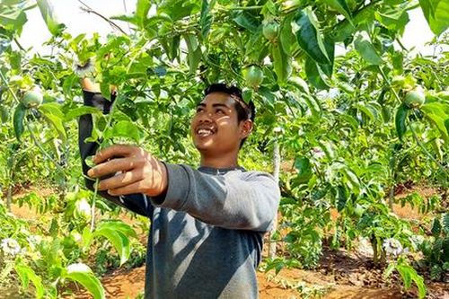 Giải bài toán thị trường cho 'cây triệu đô' ở Gia Lai