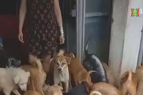 Gần 100 con chó 'tra tấn' dân khu phố suốt 9 năm