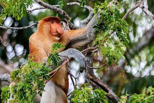 Loài khỉ mũi dài 'xấu nhất hành tinh'