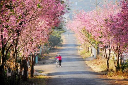 Hoa mai anh đào ở Đà Lạt nở rộ vào thời gian nào?