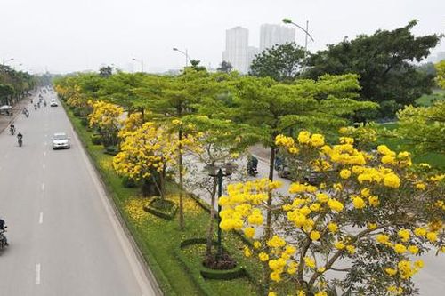 Hà Nội rực rỡ sắc vàng hoa phong linh