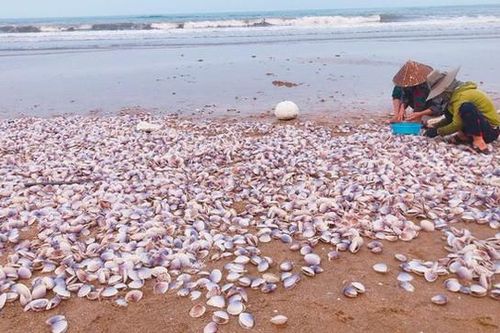 Hàng tấn ngao tím dạt vào bờ biển Hà Tĩnh, người dân đổ xô vớt 'lộc trời'