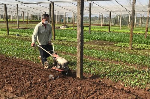 Nâng hiệu quả các vùng rau an toàn Hà Nội
