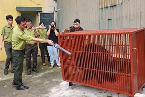 Cứu hộ 3 gấu ngựa từ xã Phụng Thượng, Hà Nội về Trung tâm cứu hộ gấu Việt Nam