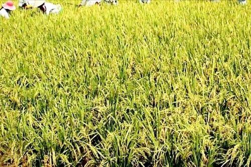 Tử vong do ngã vào ruộng lúa có giăng điện xuyệt chuột