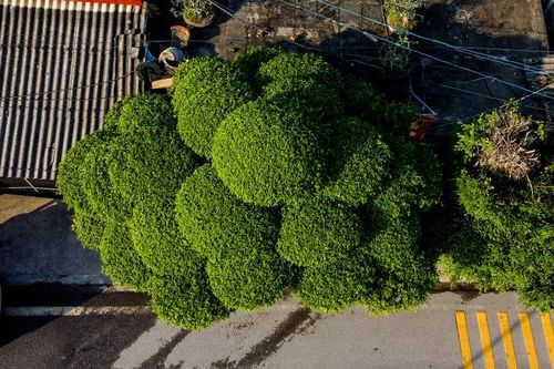 Mục sở thị cây sanh dáng lão độc nhất Việt Nam