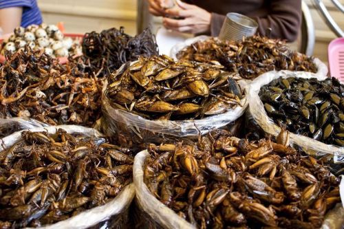 Khai thác dinh dưỡng từ động vật 6 chân