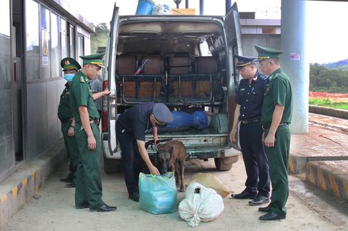 Tăng cường kiểm soát khu vực biên giới ngăn ngừa bệnh than xâm nhập vào nội địa