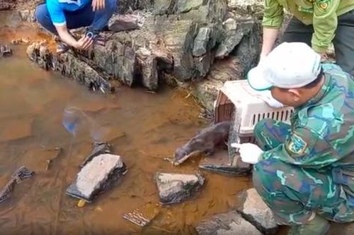 Thả nhiều trăn, kỳ đà, rùa quý hiếm về tự nhiên