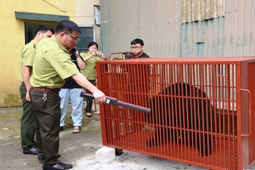 Cứu hộ, đưa 3 cá thể gấu ngựa trưởng thành từ Hà Nội về chăm sóc tại Vườn Quốc gia Bạch Mã