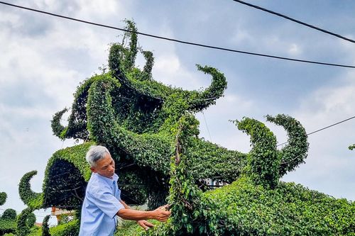 Mê mẩn vẻ đẹp của cây sanh dáng 'lão', 'suối tiên' ở Nam Định